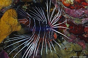 Pterois radiata rascasse porc epic-Safaga Panomara Reef N-7m-20171123-Denis-ADER-DSC_3666_tn